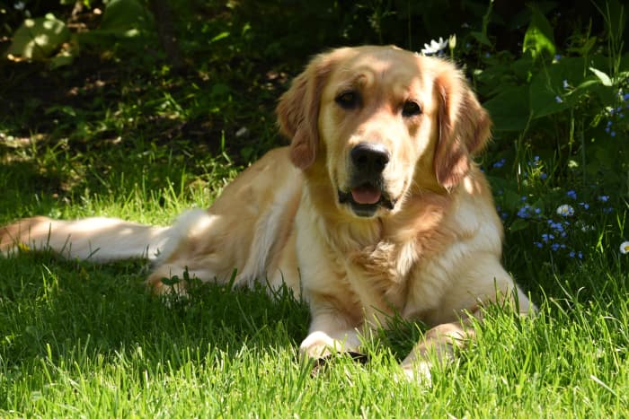 If you must keep your dog outdoors, make sure he has shade and cold water available at all times.