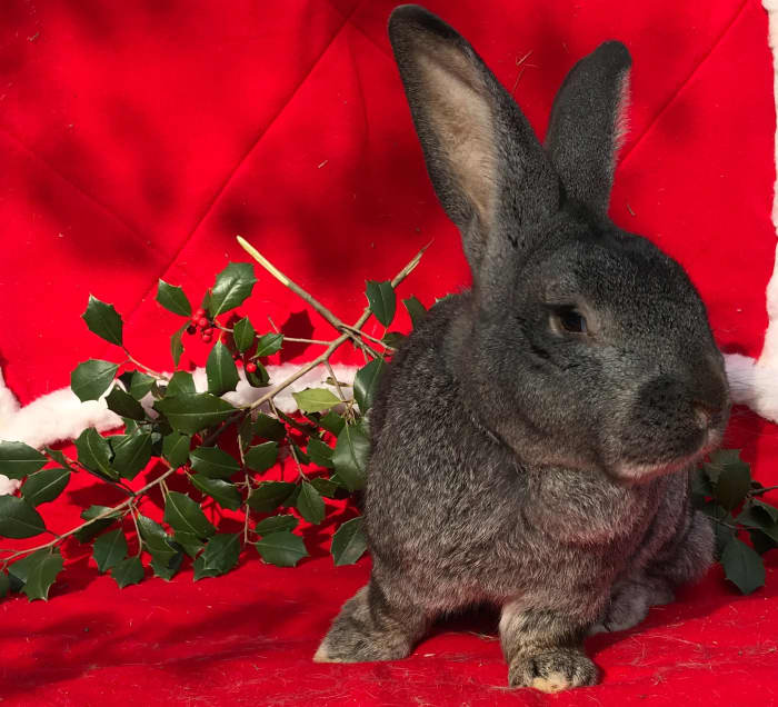 This Is Stonewall Jackson, who affectionately was know to us as "The General." He was the first Flemish Giant breeding buck we had. He lived a long life and we lost him last winter. Luckily we kept some of his young to carry on his bloodline.