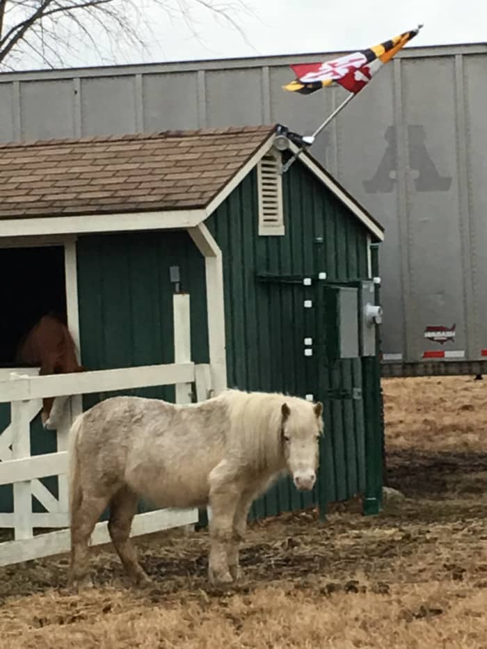 This is Fluffer; she is the very first pony ride pony we bought, one that probably was bound for not the greatest place if we hadn't gotten her. She is older than the hills and now living out her days in luxury!