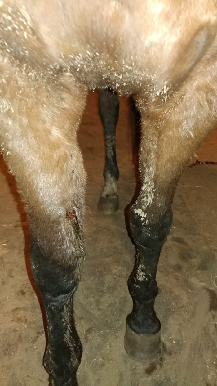 This photo doesn't do justice to how deep and big the puncture was. Once he was sedated, we clipped the hair off of it, but I will spare you that picture, it was gross to say the least.
