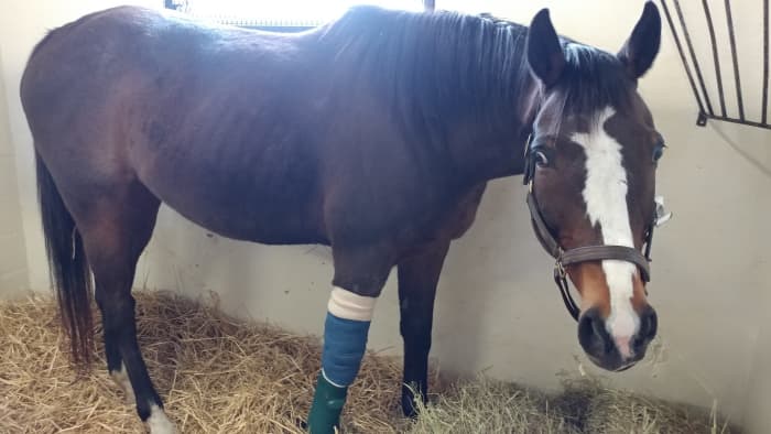 It is hard to think of our horses anywhere besides with us when they are hurt or sick. Sometimes as hard as it may be, it is for the best.