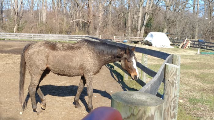 Finn was allowed to go back to his regular routine of living outside full time as soon as he got home from rehab. You can see he did what any other horse would do after being stuck in a clean stall all that time, he got filthy dirty!