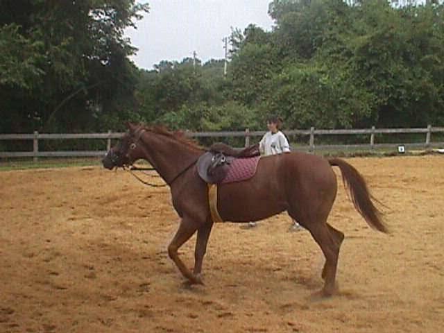 Zelda was a registered Oldenburg. She was less expensive than a lot of my other horses because she was not broke to ride when I got her.