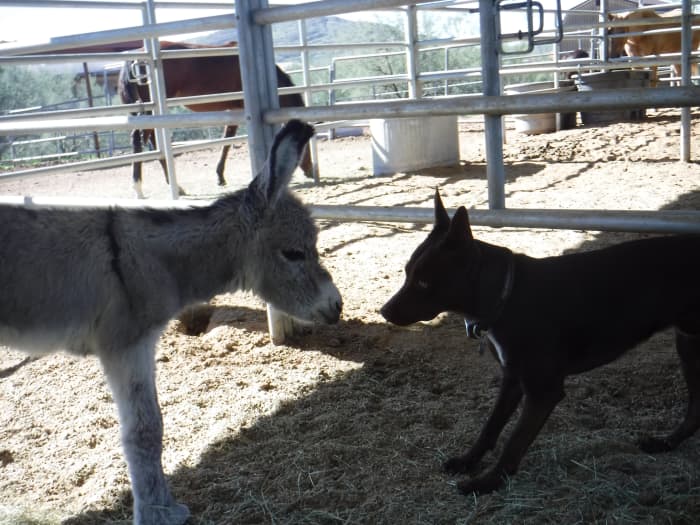 Not much bigger than her McNab dog pal Ethan when she was born, Onate is a standard donkey.