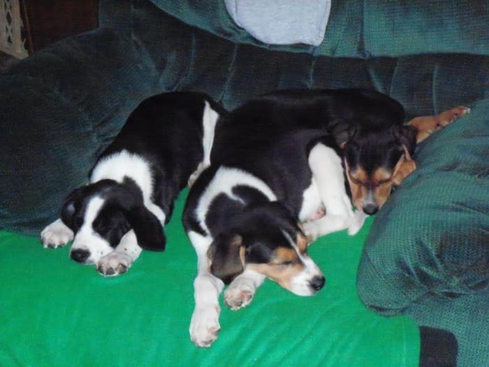 The two puppies on the left are my dog nephews , Eli and Caleb, the one on the right I called Texas because I put him on a plane to fly to his new home in Texas!