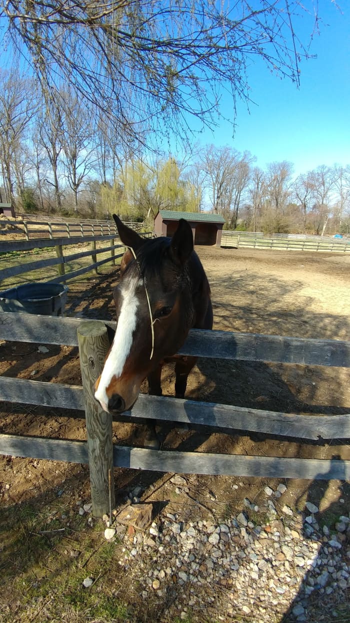 Find out if the horse is used to being on grass or standing in a paddock eating off a hay round. Both things are just fine; it is just a matter of knowing what the horse is used to and how to transition to his new home.
