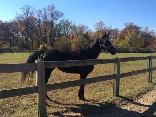 When my mare, Zoe, arrived she was totally out of shape. Retired from racing and standing around doing nothing until I got her. It took quite some time to get her into the fit condition she is now.