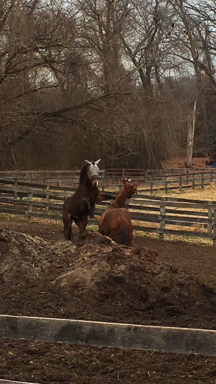 We want to introduce new horses with as little drama as possible. Luckily, the two in this picture are buddies and are just playing!