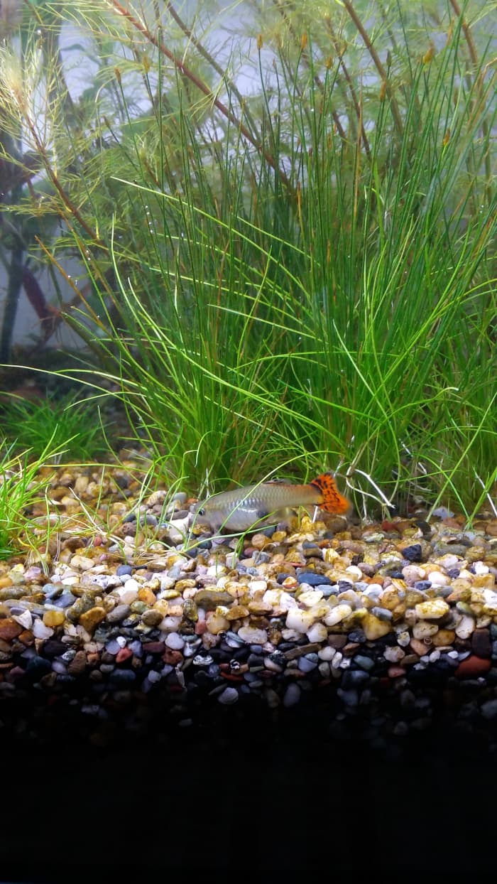 The stressed out guppy is not stressed anymore after the males stopped constantly chasing after her.