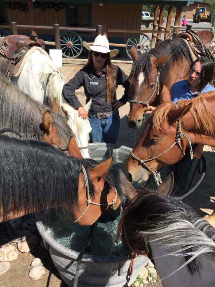 4 Ways a Wrangler Helped My Horsemanship PetHelpful