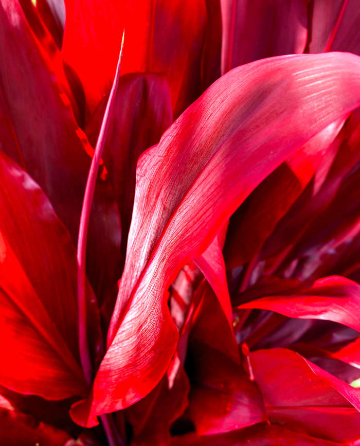 10 Spectacular Red Foliage Tropical Plants for Your Garden - Dengarden - Home and Garden