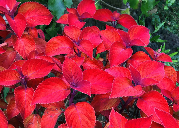 10 Spectacular Red Foliage Tropical Plants for Your Garden - Dengarden