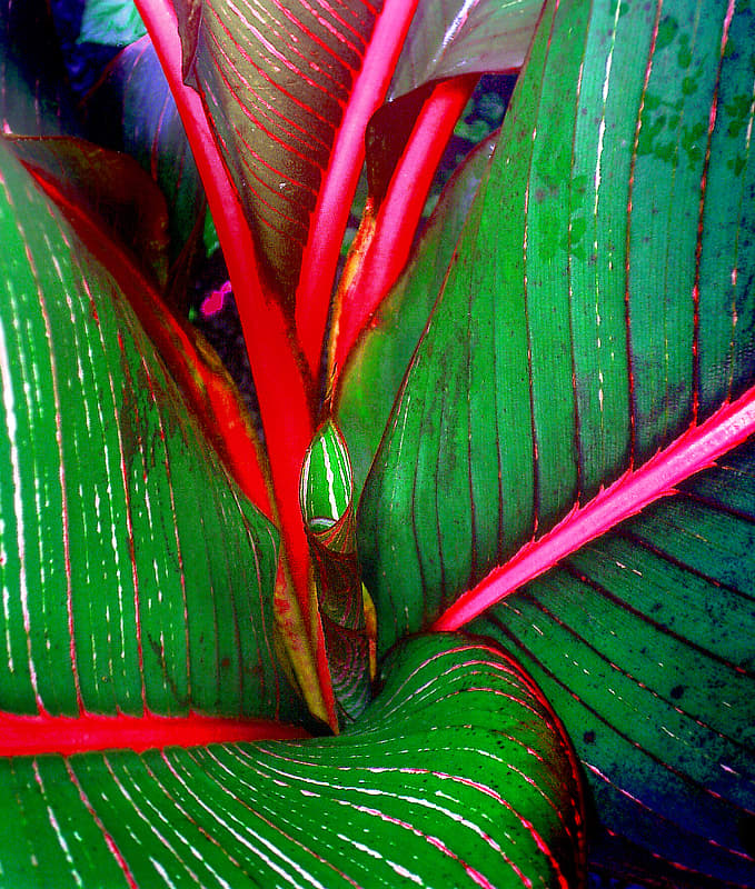 Heliconia à feuilles rouges