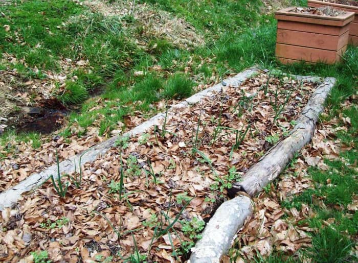 Another look at my garden. I have mulched with leaves to help keep moisture in and insulate the soil. Those are onions poking through.
