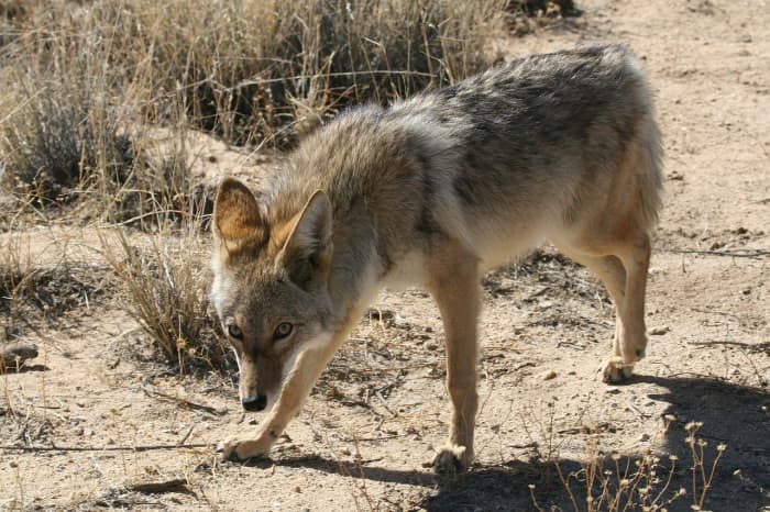 Coyotes are a common sight in many North American neighborhoods. When choosing your new neighborhood, find out how the community manages wildlife/human interactions.