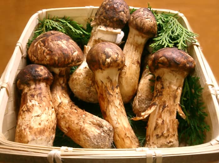 The rare, the Matsutake mushroom, or mattake, is expensive at $1,000 per pound.