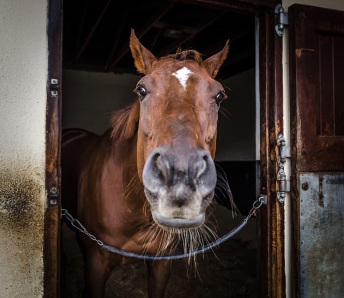 When it comes to finding a job, it's a horse race. Are you ready?