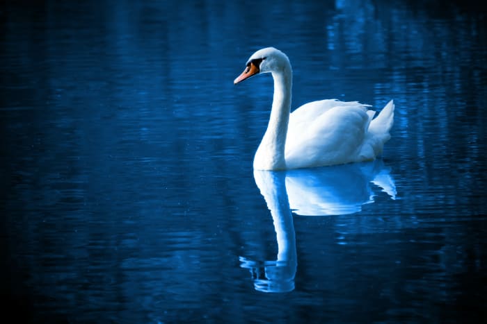 Bad bosses often appear serene and in control, but secretly they are thrashing away beneath the surface in a barely controlled panic.