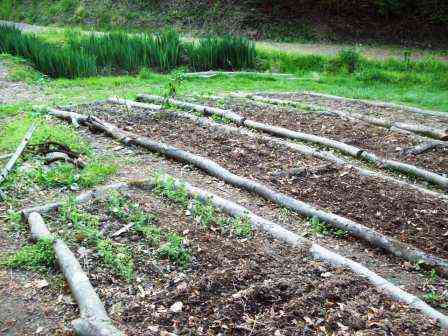 My growing garden.  I started out with smaller plants before growing a bigger garden.