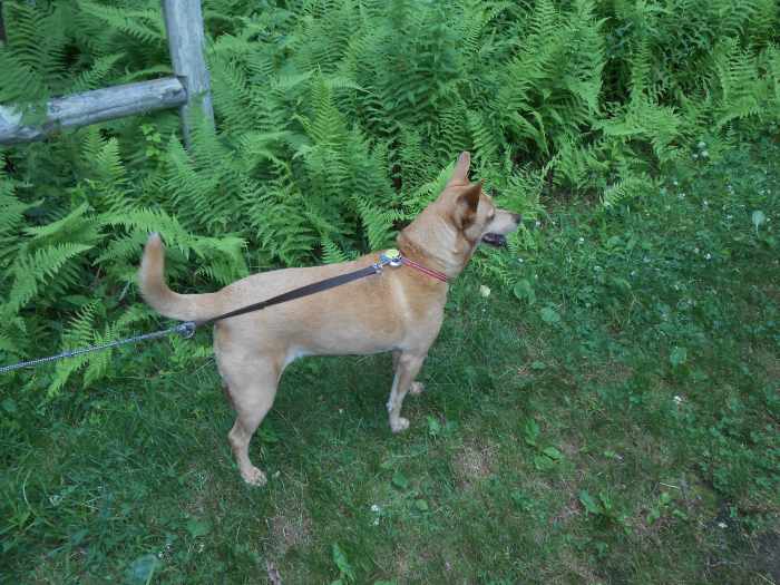 Have you taken care of pets or done dog walking? Add it to your resume!