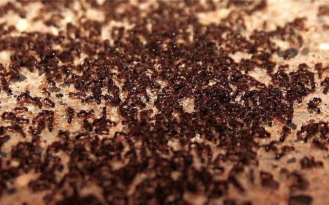 Do requests for extra bells and whistles overwhelm your project like ants on a sugar cube? Read on to learn how to manage scope creep.