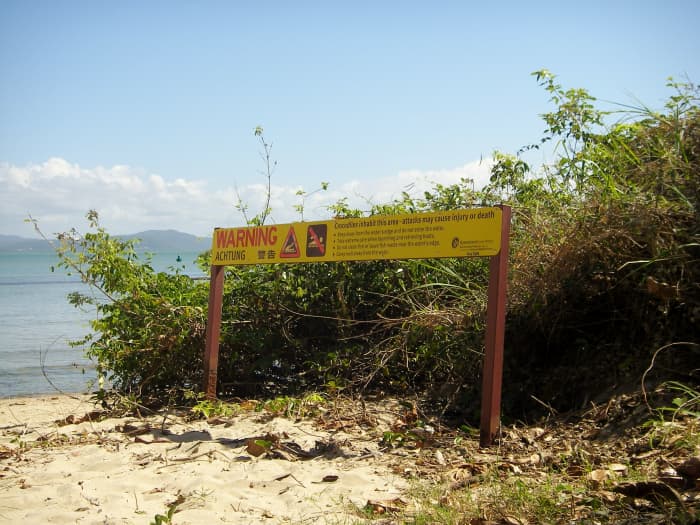 Crocodiles, Port Douglas