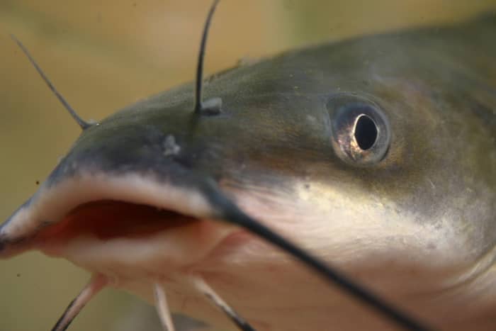 Hello from the World's Biggest Fish Fry! Channel Cat, Official State Commercial Fish.