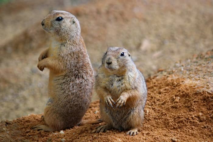"Prairie dogging" is when a cubicle employee stands up to look around the room, often over neighbors' walls.