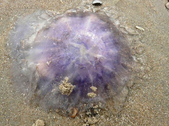 If you don't want to be perceived as a spineless jellyfish, then drop the verbal credibility killers.
