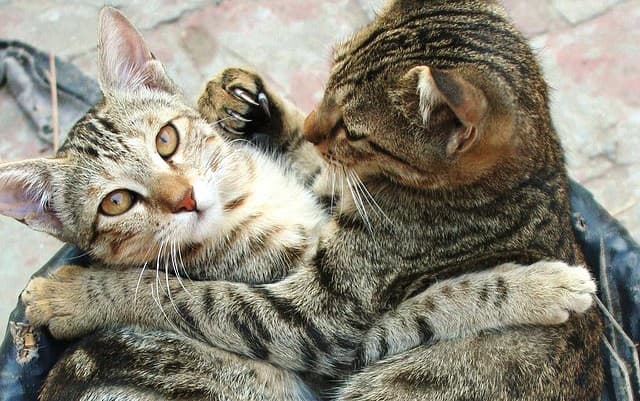Work frenemies can be catty creatures! Although they can be fun to work with, they can also damage both your confidence and your image of competence at work.