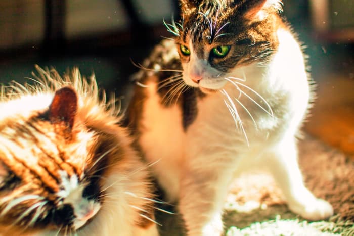 Frenemies can be the pals who drive us nuts or the overbearing colleagues we're stuck with. They can leave us feeling exploited, vulnerable, used, and angry.