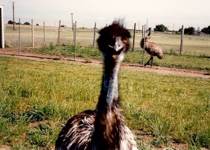 This is Hicks. Big birds are curious. They'll take pens and sunglasses out of your pocket and peck at anything shiny.