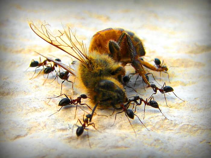 Bug infestations will be a pain in your butt!