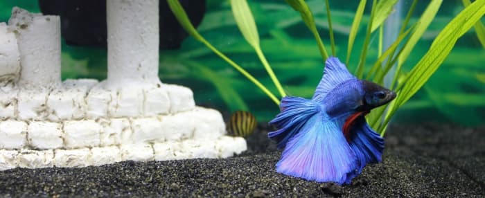 Breeding Tropical Fish