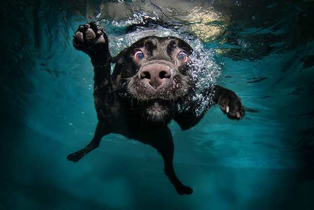 Shareable content can give your blog a lot of exposure, like these pictures of under water dogs did for photographer, Seth Casteel.