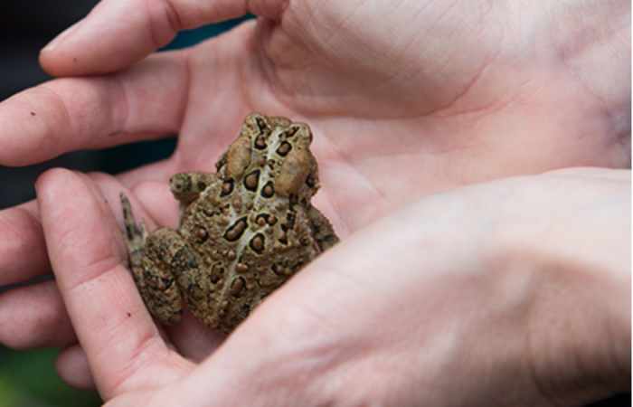 Mark Twain famously likened getting unpleasant tasks done to eating a frog in the morning.