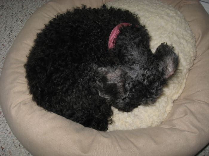 Animal shelters need old towels, sheets, and blankets to make bedding for the cats and dogs there.