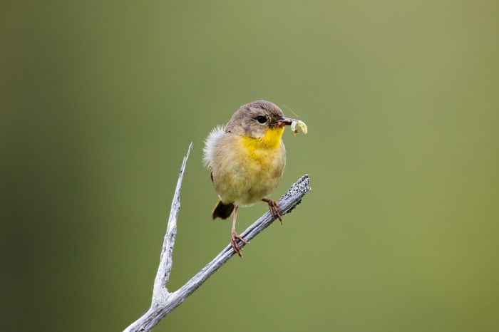 The early bird catches the worm; check each site for available jobs, grab an assignment from each, and start writing.