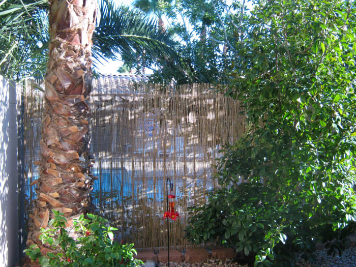 A view from the back patio of our Las Vegas townhome. We had a view of the community swimming pool and two palm trees on our patio! That was what drew us to this home when we originally bought it.