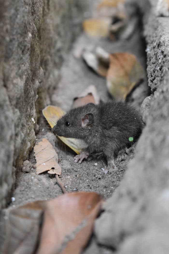 You can save money by doing your own pest control rather than paying an exterminator.