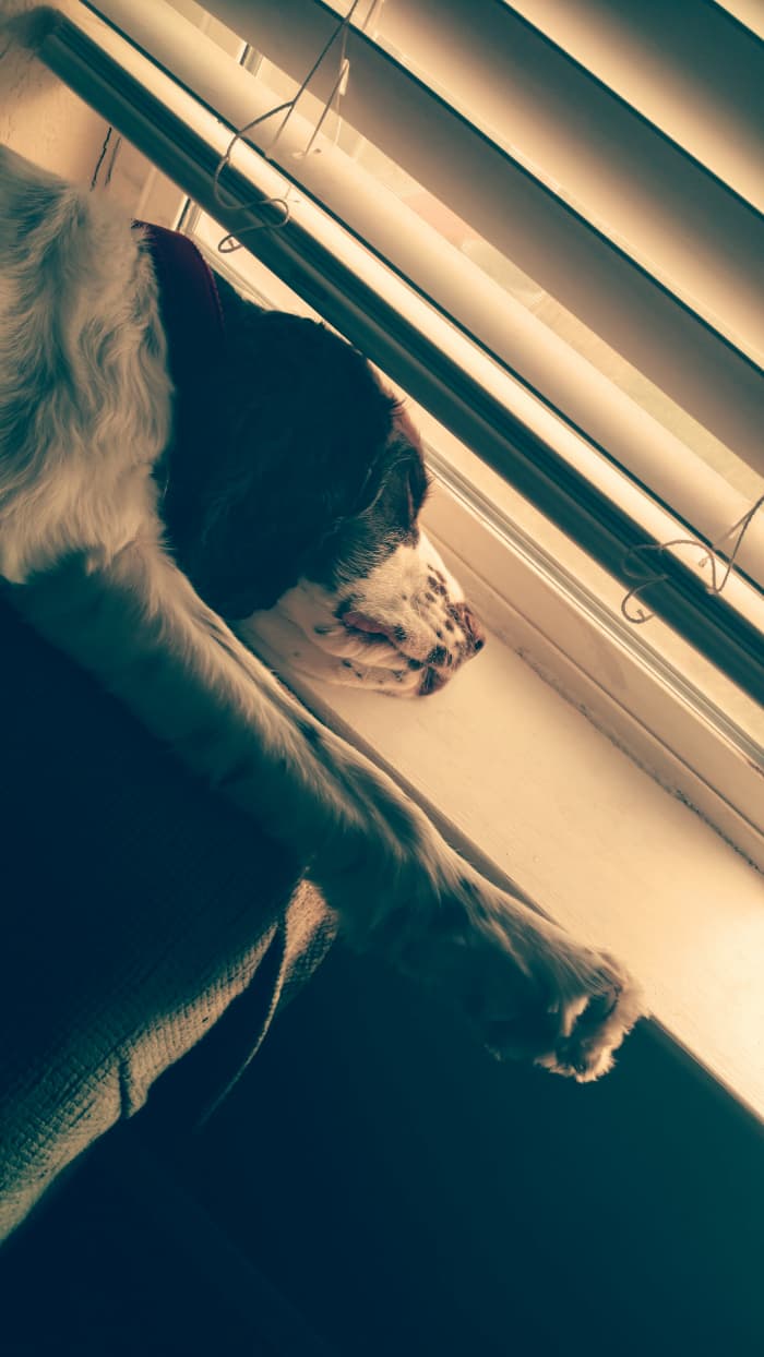 a-day-in-the-life-of-a-veterinary-technician