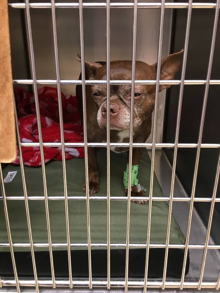 An unexpected hospitalization or surgery can be quite costly. Pet insurance helps to take some of the financial burden off pet owners.