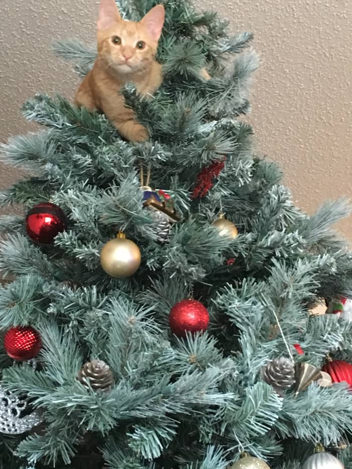 Cats may love climbing Christmas trees, but can be injured by ornaments, falling, or getting tangled in the lights.