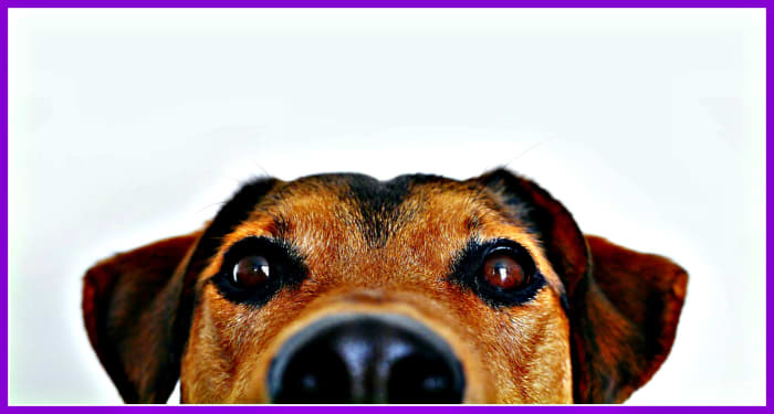 Nobody wants to help, let alone spend time with, someone who abuses their pets, does not keep them properly trained. or uses them to disrespect other people.