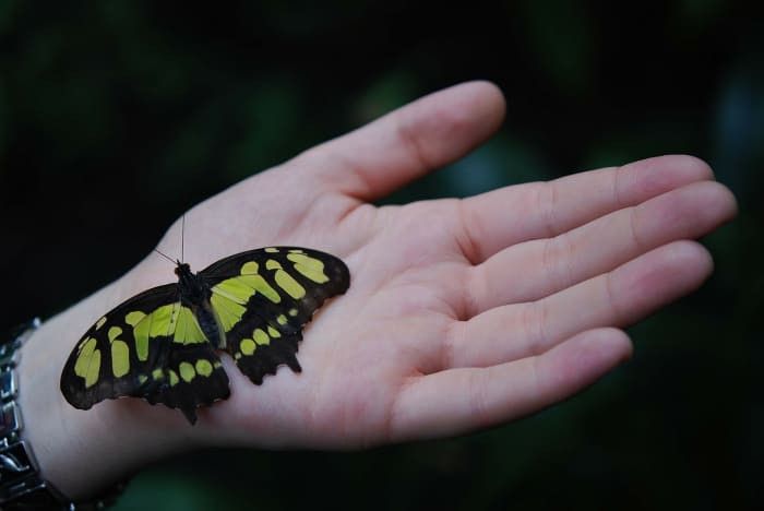 Just like a butterfly before it emerges from its cocoon, your friend is undergoing a very interesting transformation.