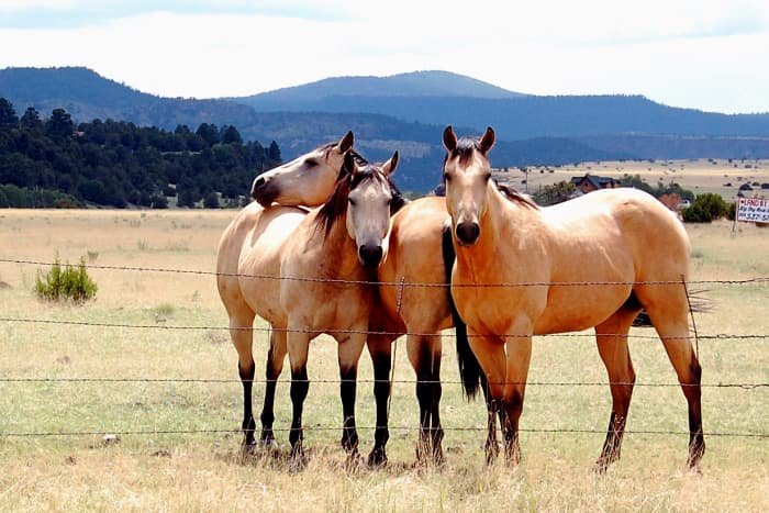 "The air of heaven is that which blows between a horse's ears." - Arabian Proverb