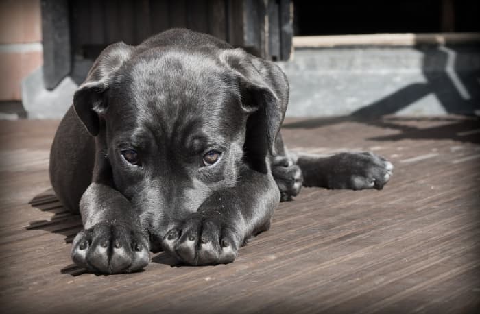 If you feel shy, like this little pup, why not let your love of animals help you break out of your shell? Connecting with other dog 'parents' at your local park is one way to start overcoming shyness.