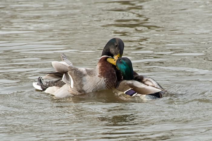 Did you know mallard ducks are often gay or bisexual. Knowing this probably doesn't help, but at least you weren't thinking about your predicament for a few seconds while you read this.