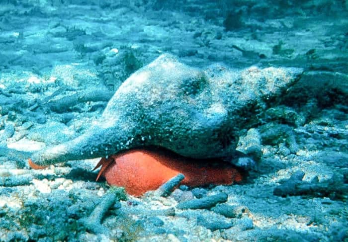 The giant horse conch has an orange body.
