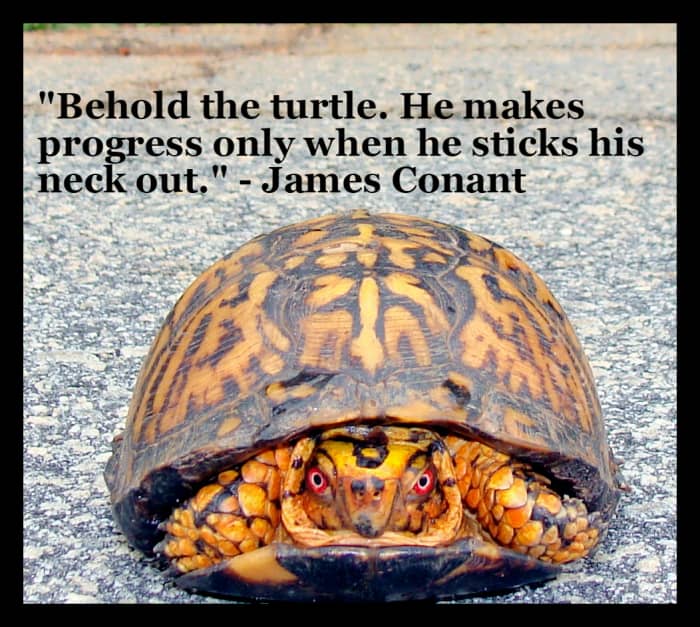 "Behold the turtle.  He makes progress only when he sticks his neck out." - James Conant, former president of Harvard University